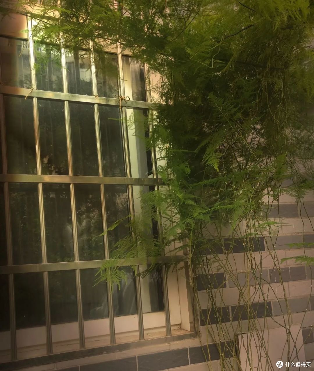10岁的文竹,被河南妈妈养成“大树”,网友:好霸气,真成精了!