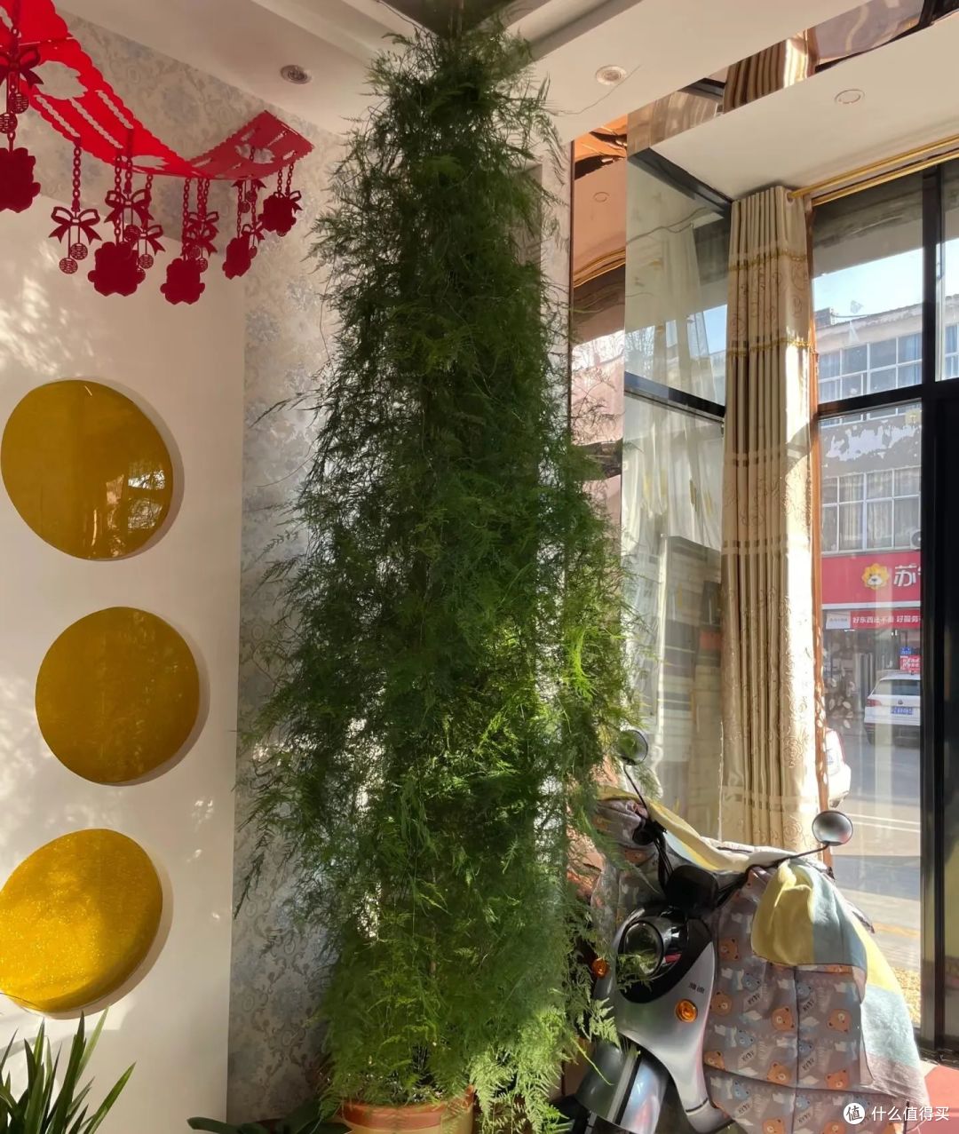 10岁的文竹,被河南妈妈养成“大树”,网友:好霸气,真成精了!