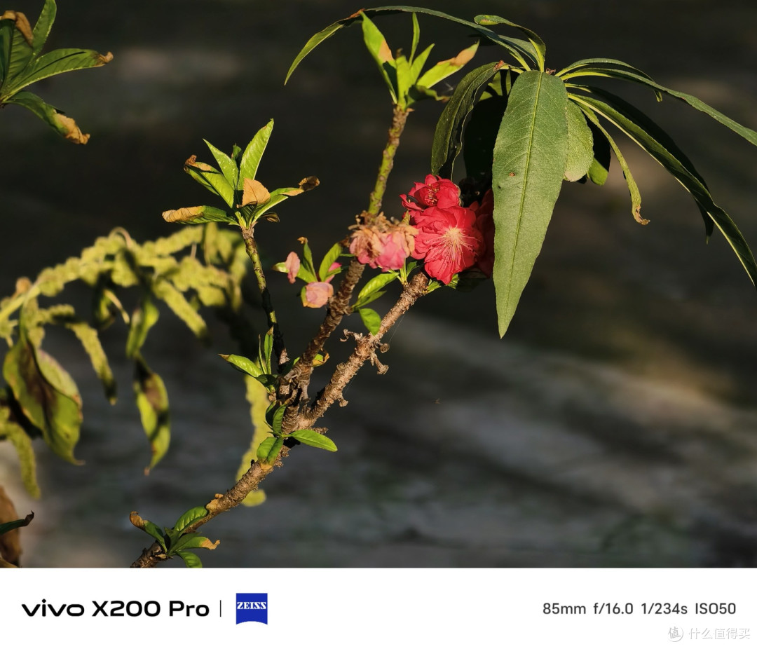 拍照体验真的变好了！看看vivo X200 Pro
