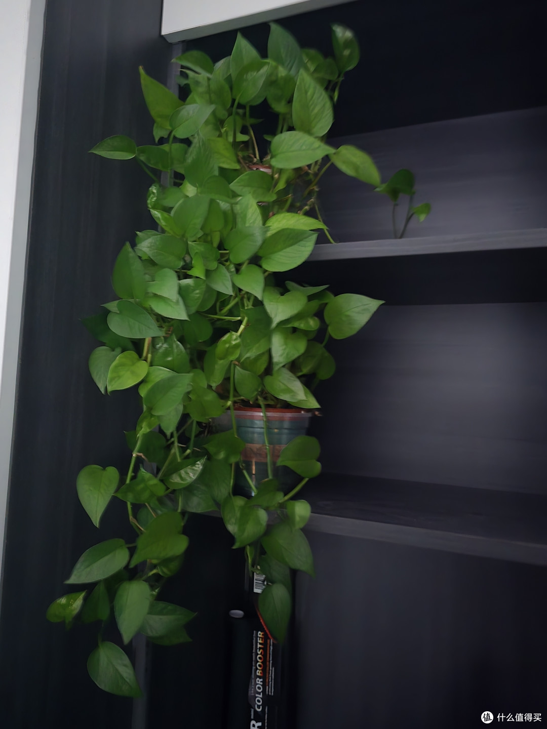 绿萝的优点和种植方法~~~