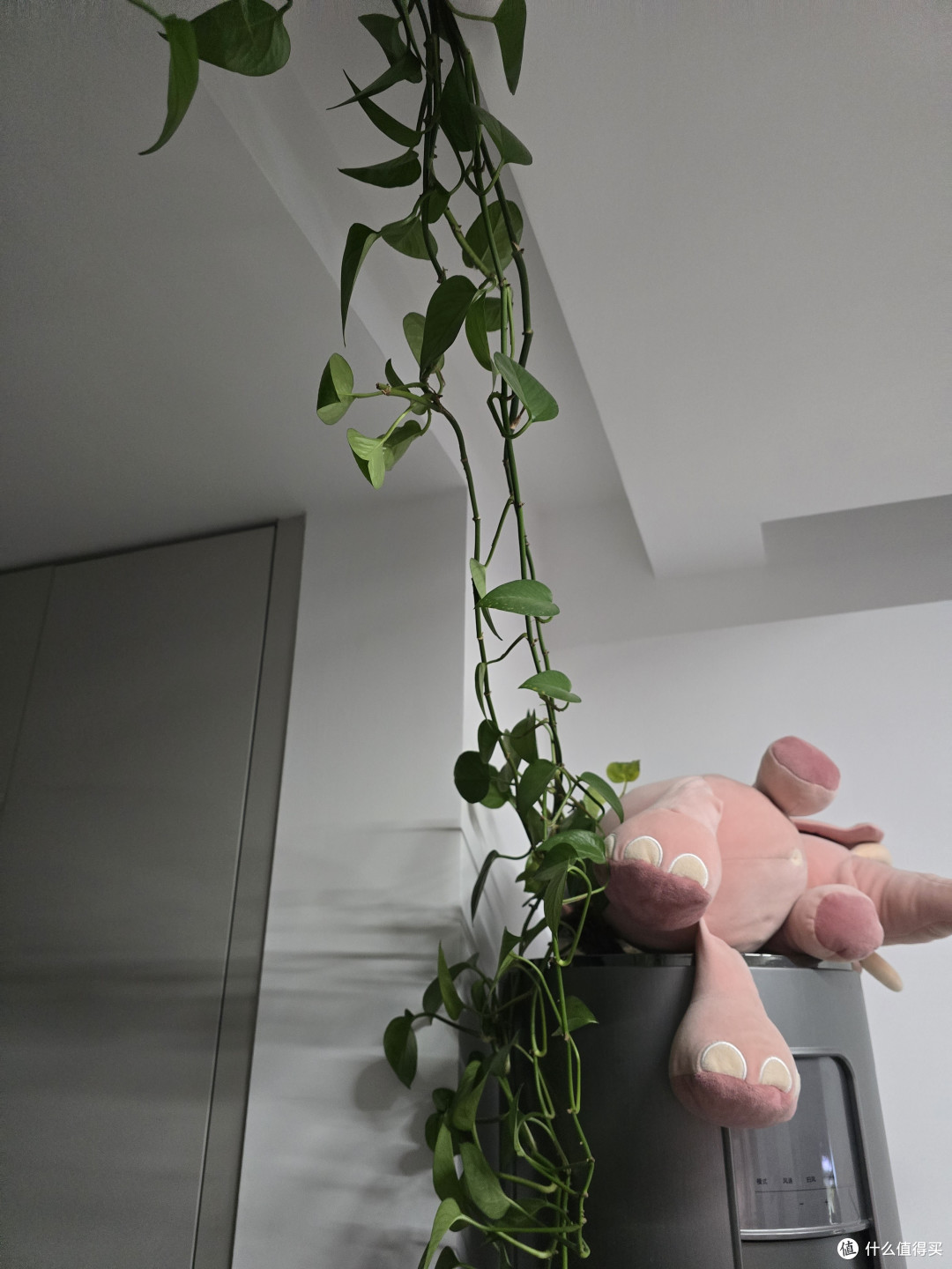 绿萝的优点和种植方法~~~