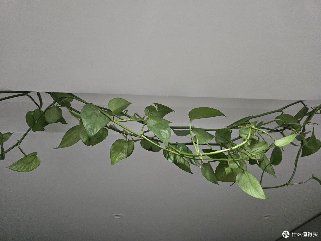 绿萝的优点和种植方法~~~