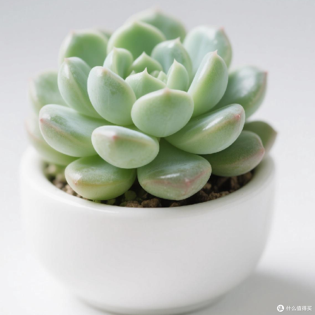 多肉植物：适合懒人的室内绿植