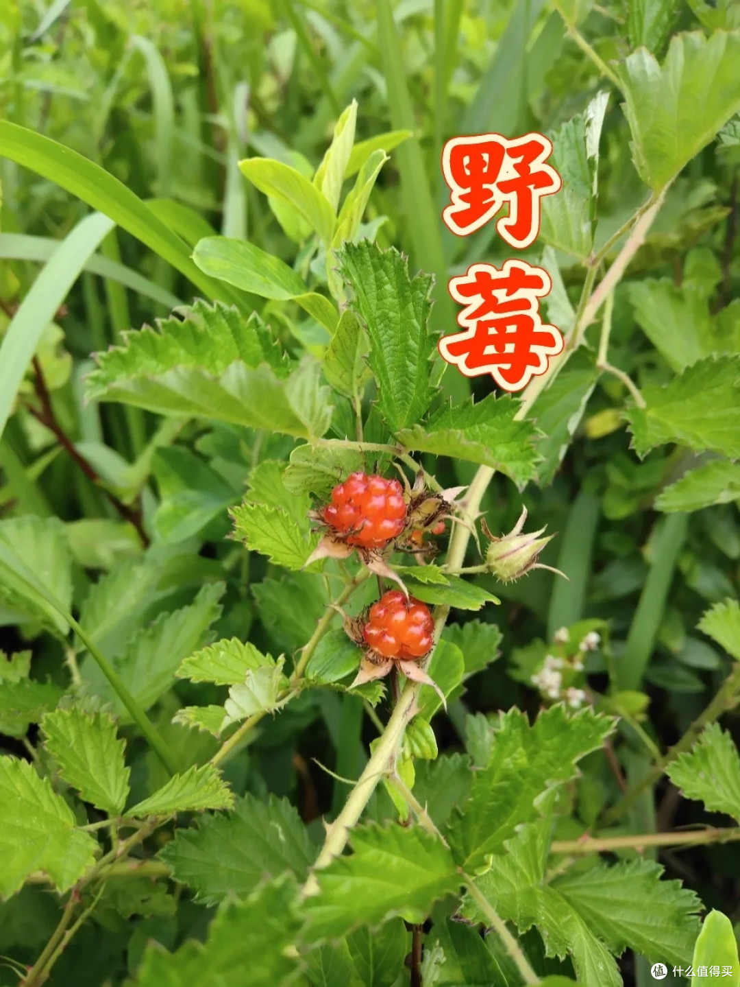 车坏荒山解锁隐藏玩法？这届驴友把意外过成诗！