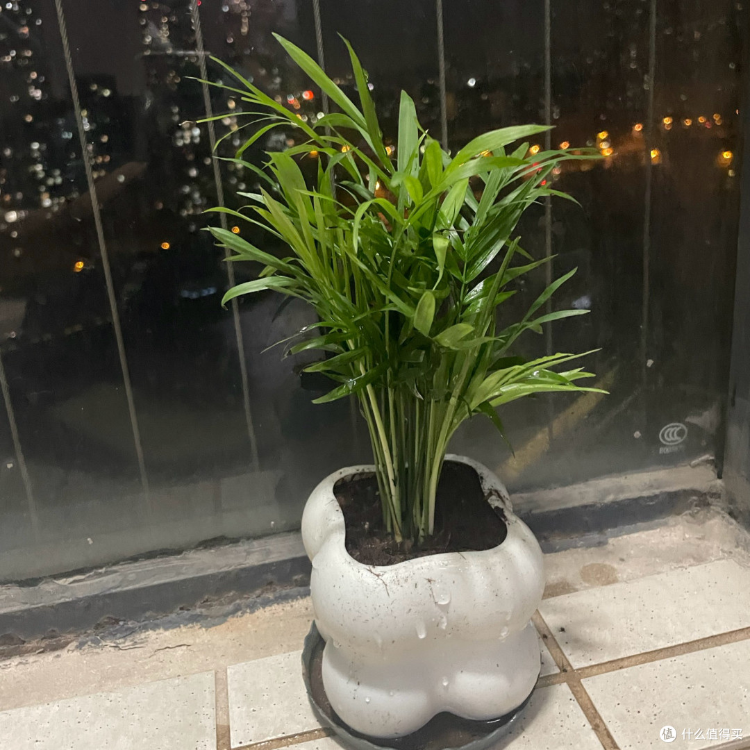 懒人绿植首选!袖珍椰子 + 白色泡泡盆,颜值与实用并存!