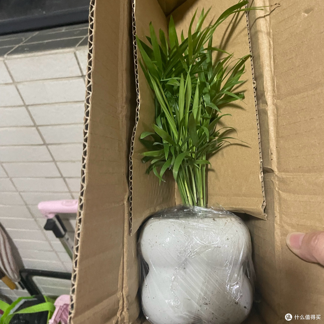 懒人绿植首选!袖珍椰子 + 白色泡泡盆,颜值与实用并存!