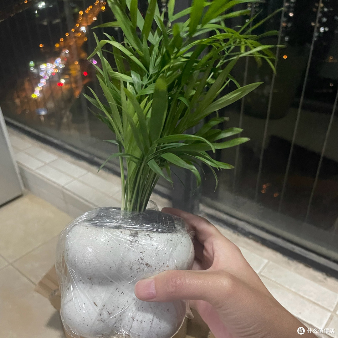 懒人绿植首选!袖珍椰子 + 白色泡泡盆,颜值与实用并存!