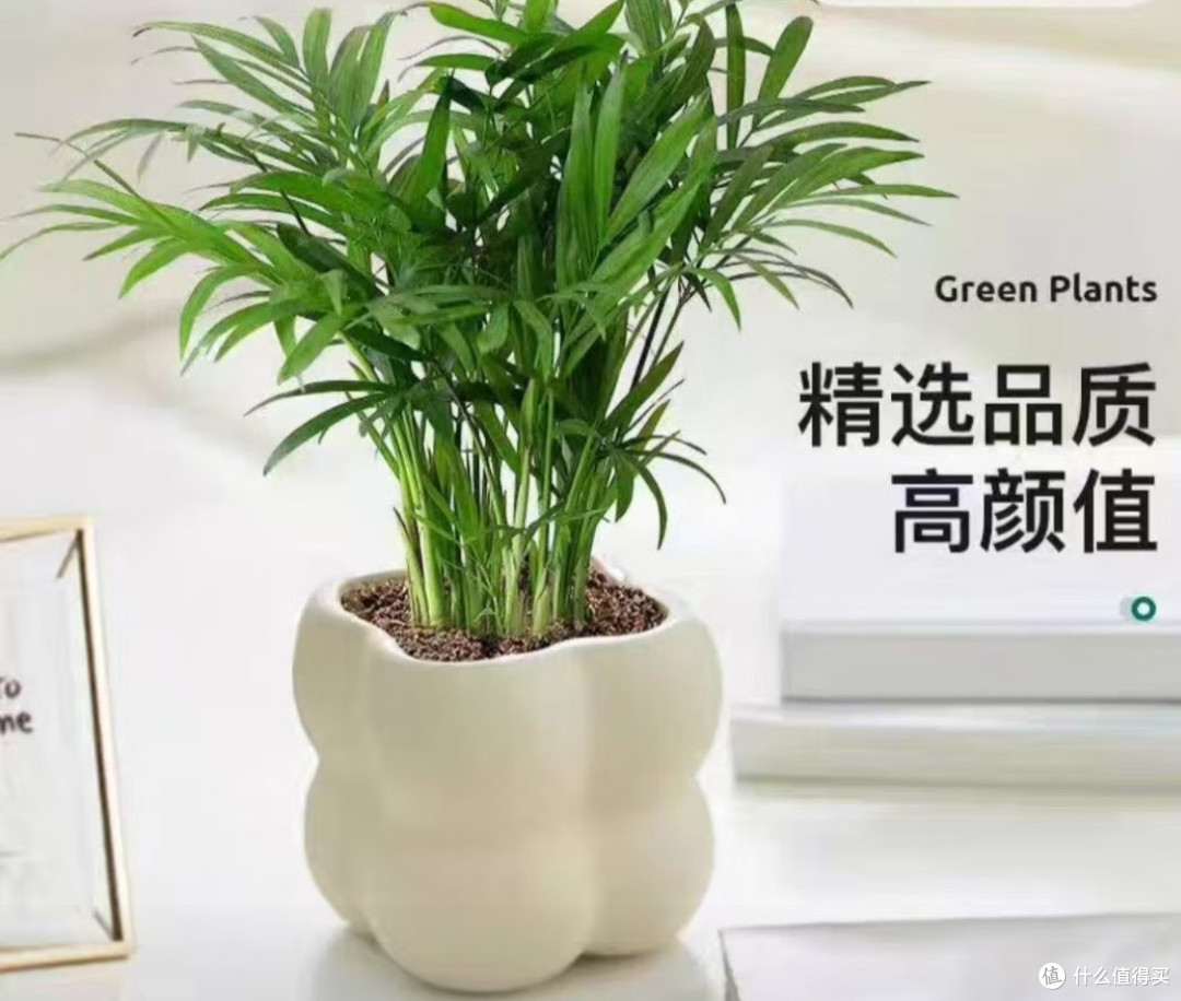 懒人绿植首选!袖珍椰子 + 白色泡泡盆,颜值与实用并存!
