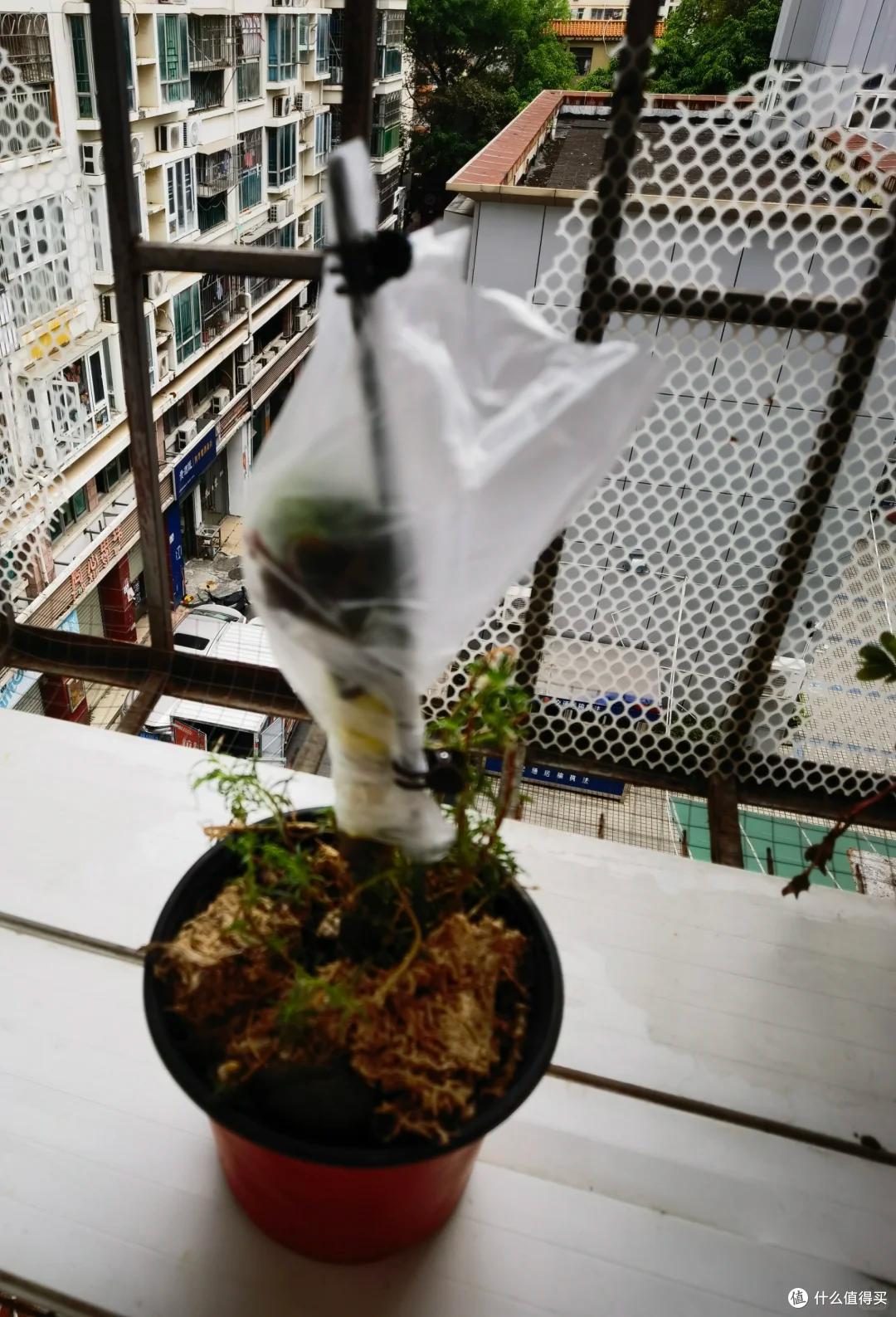河南一大叔，因“长寿花嫁接不死鸟”火了，半年长成大花树，真牛