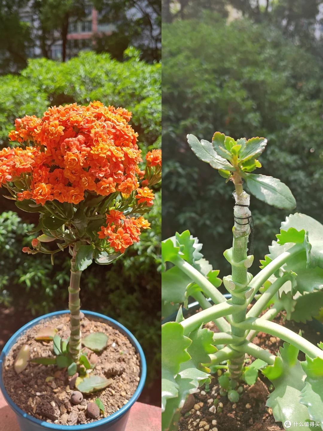 河南一大叔，因“长寿花嫁接不死鸟”火了，半年长成大花树，真牛