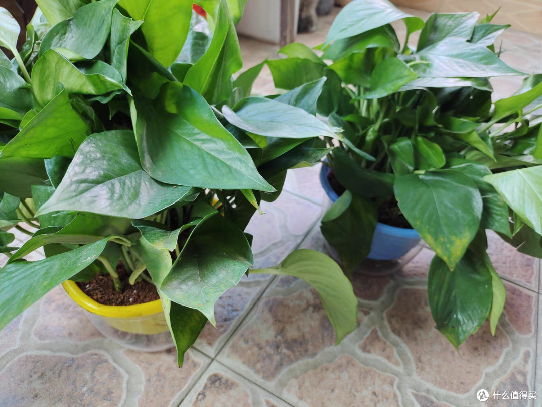 绿萝:懒人植物中的空气净化高手
