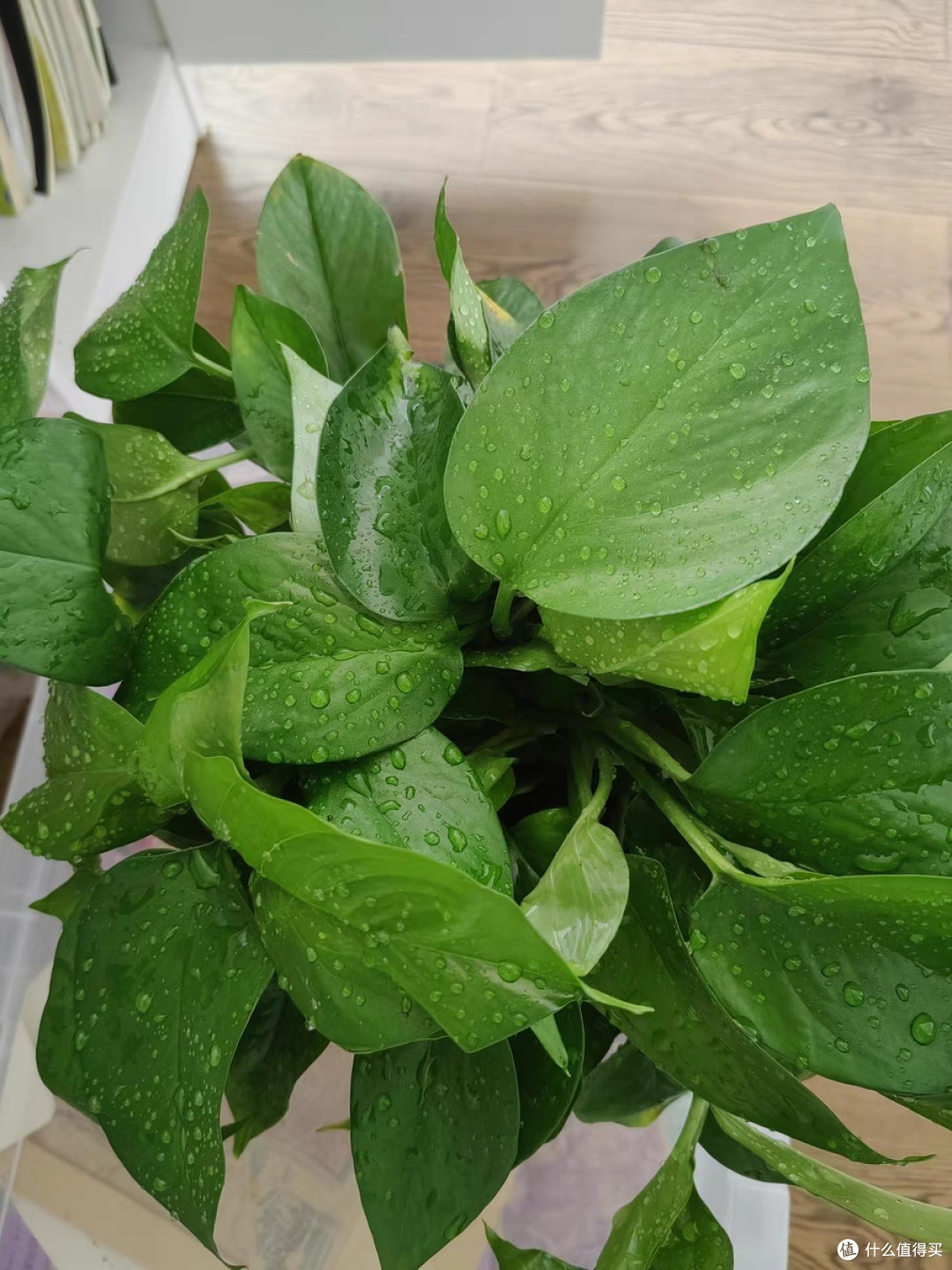 绿萝:懒人植物中的空气净化高手