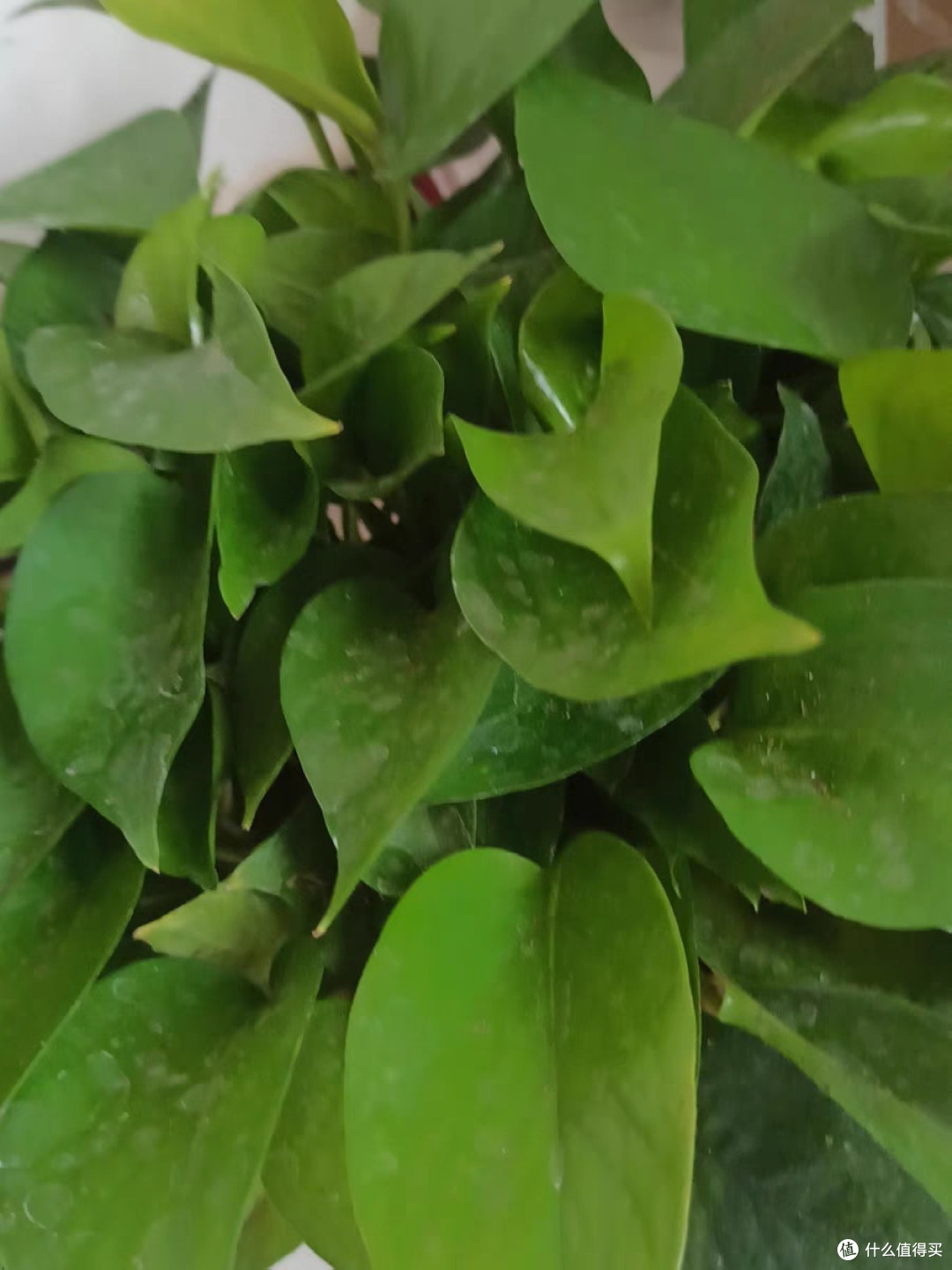 绿萝:懒人植物中的空气净化高手