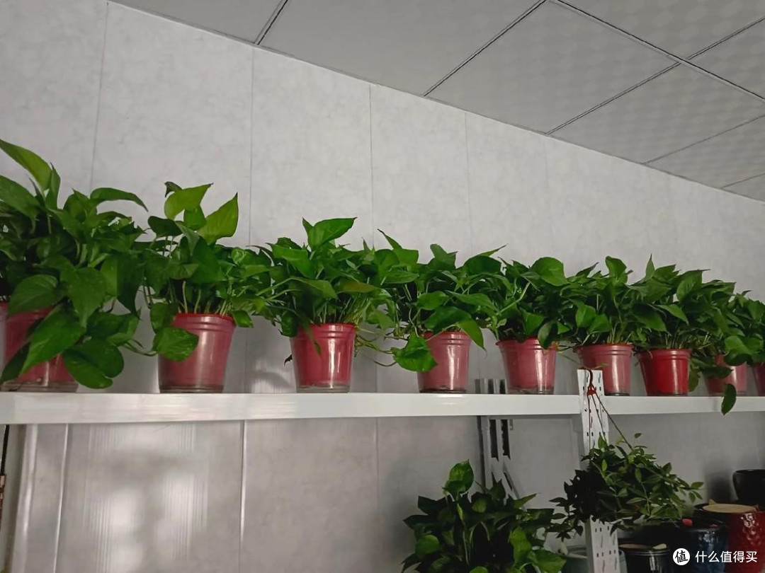 养不死的绿植天花板——绿萝