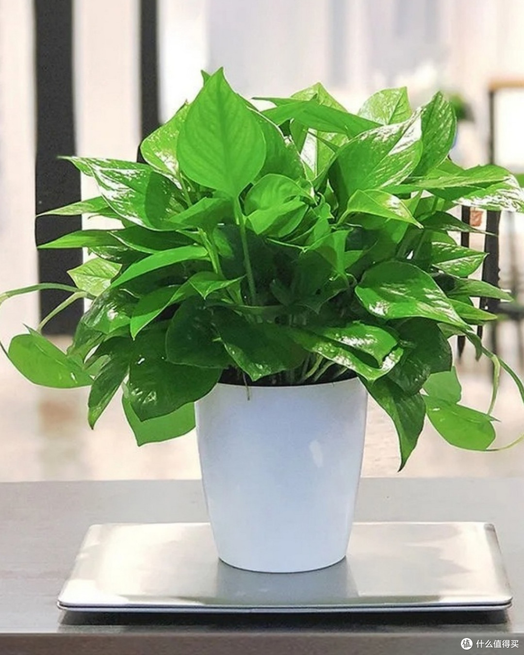 养不死的绿植天花板——绿萝