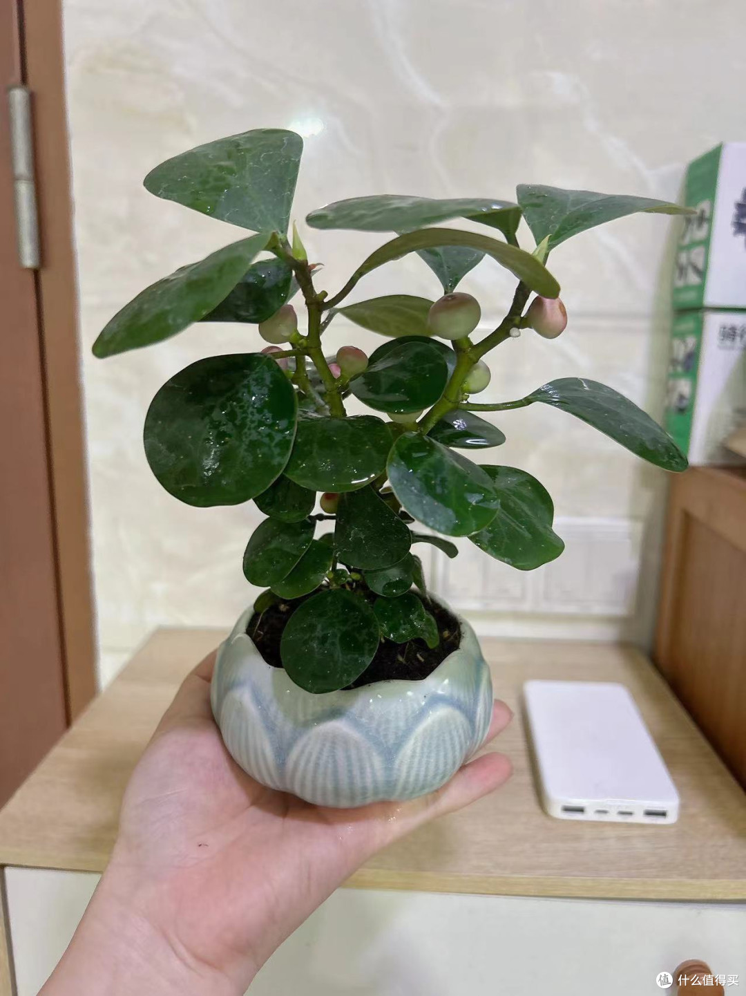 谁懂啊！小盼菩提简直是绿植界的“梦中情植”