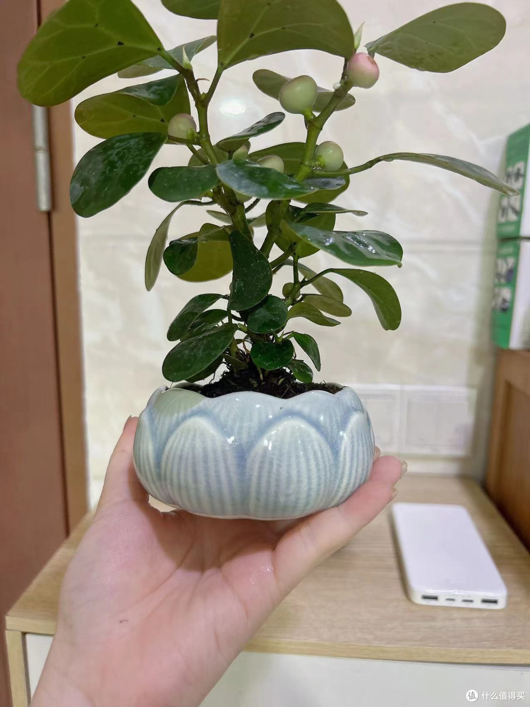 谁懂啊！小盼菩提简直是绿植界的“梦中情植”
