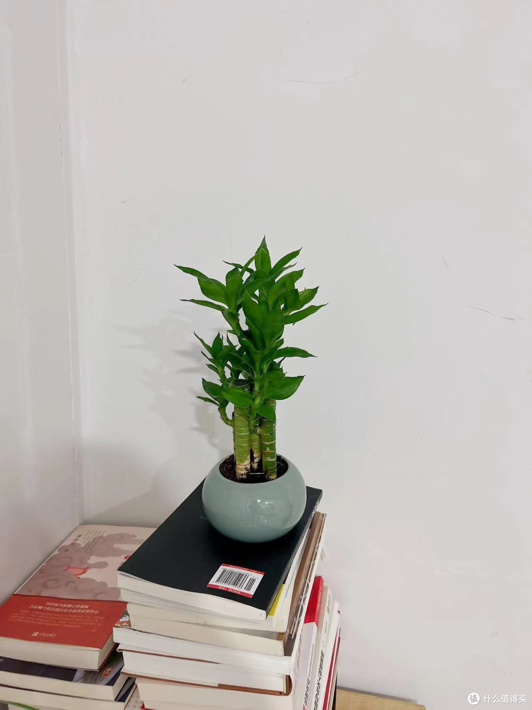 谁懂啊！小盼菩提简直是绿植界的“梦中情植”