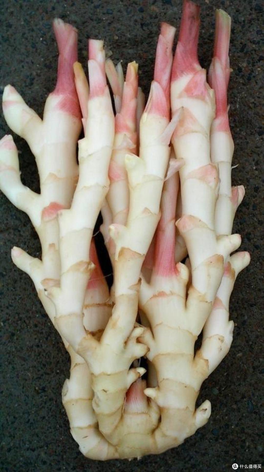 湿气最怕这“食材”，入伏后敞开吃，开胃健脾去燥热，健康过三伏