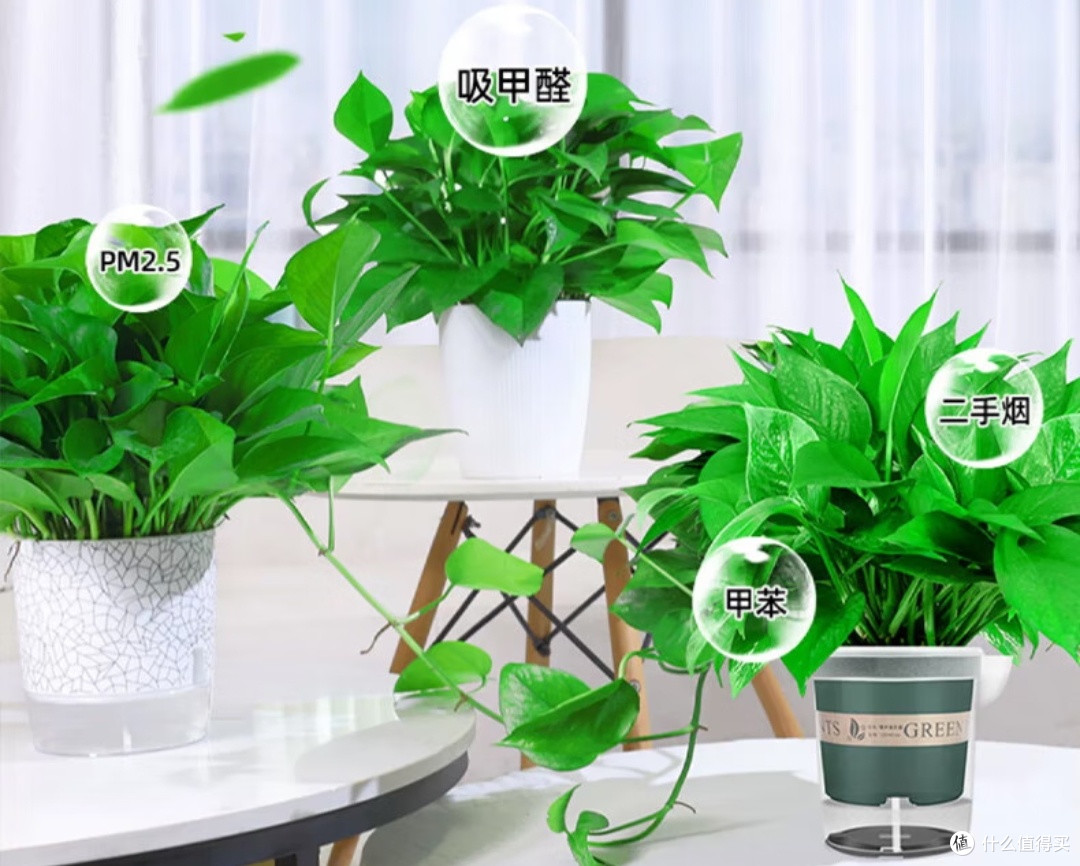 低维护绿植推荐——让家更清新,养护更省心!