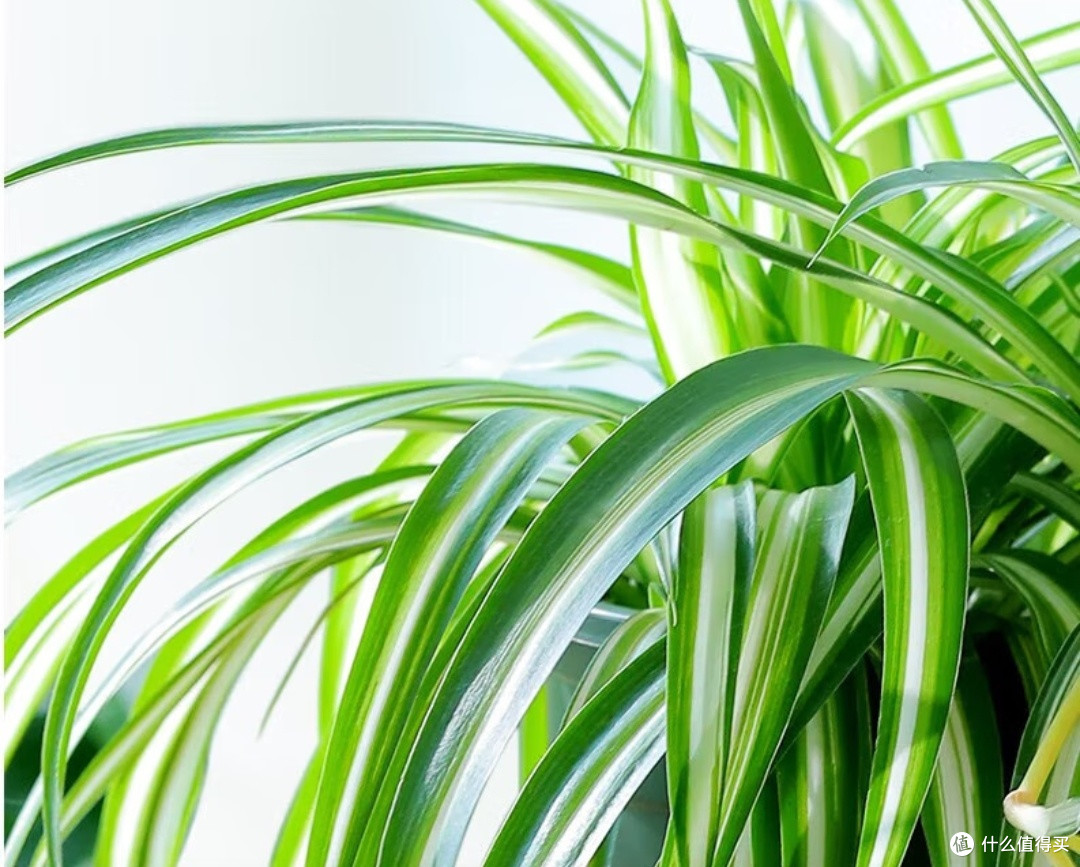 低维护绿植推荐——让家更清新,养护更省心!