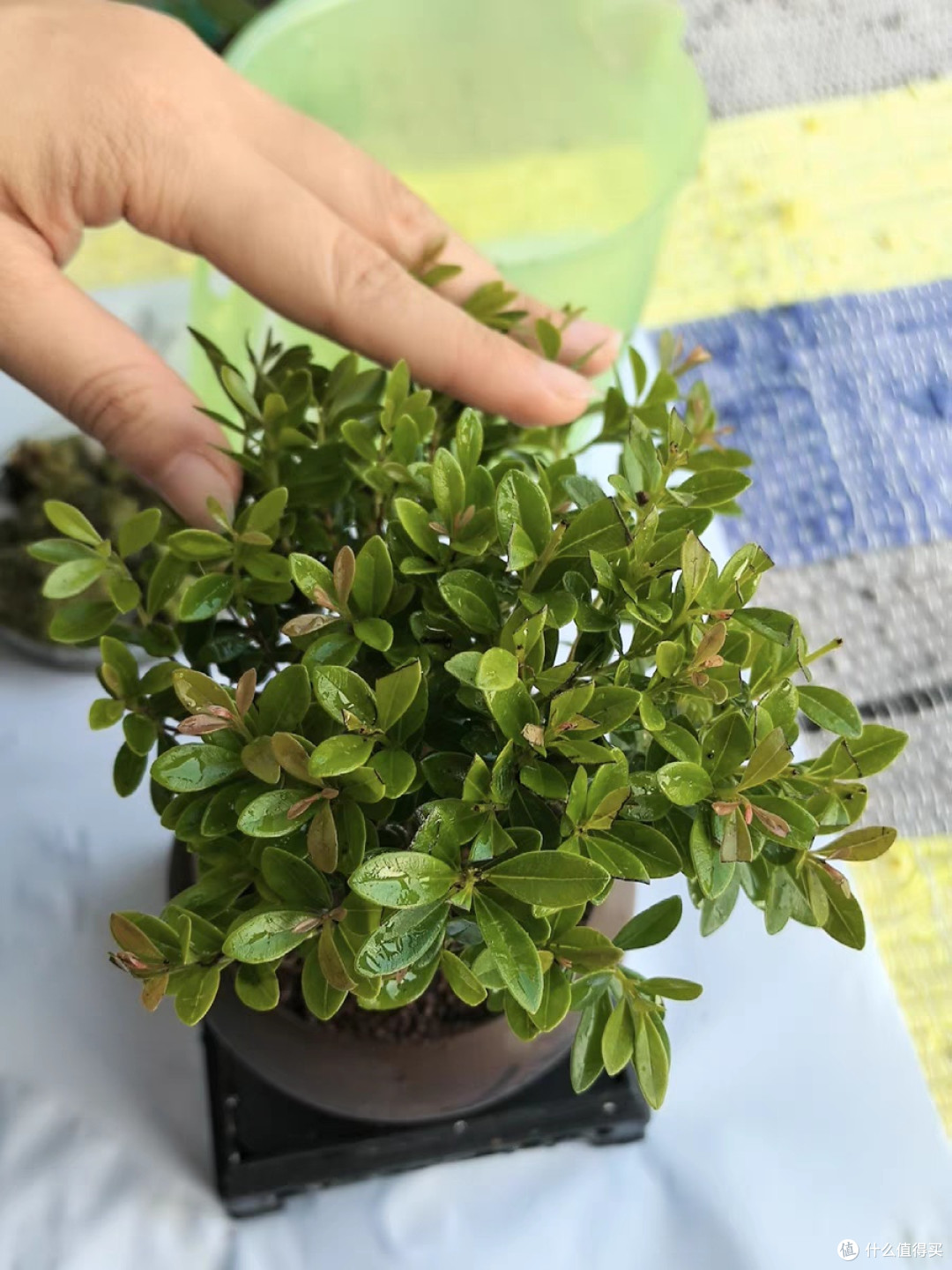 小叶赤楠老桩盆栽迷你植物花卉办公室内桌面小绿植好养四季盆景