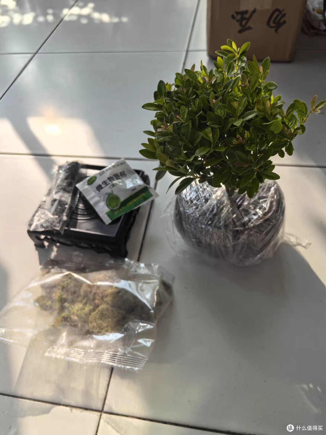 小叶赤楠老桩盆栽迷你植物花卉办公室内桌面小绿植好养四季盆景