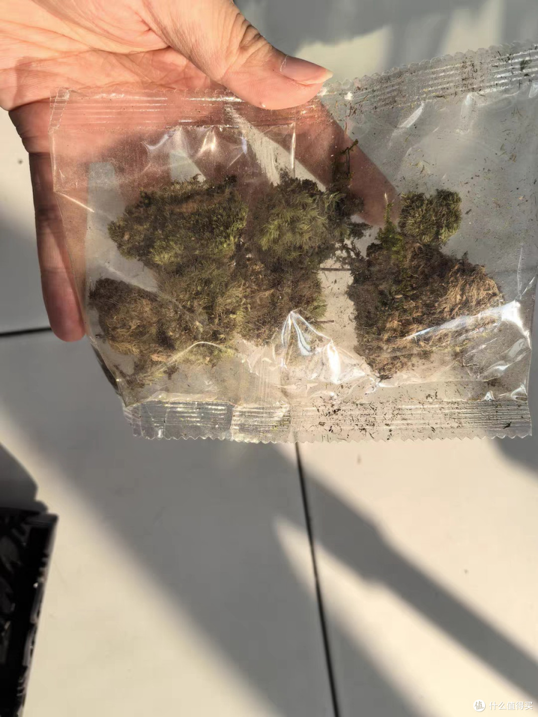 小叶赤楠老桩盆栽迷你植物花卉办公室内桌面小绿植好养四季盆景