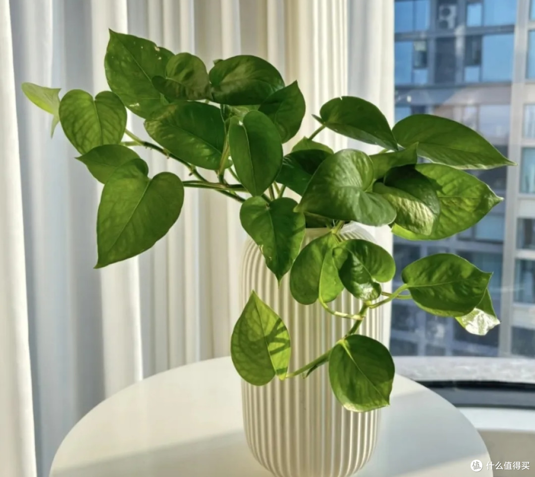 新手养绿萝吧