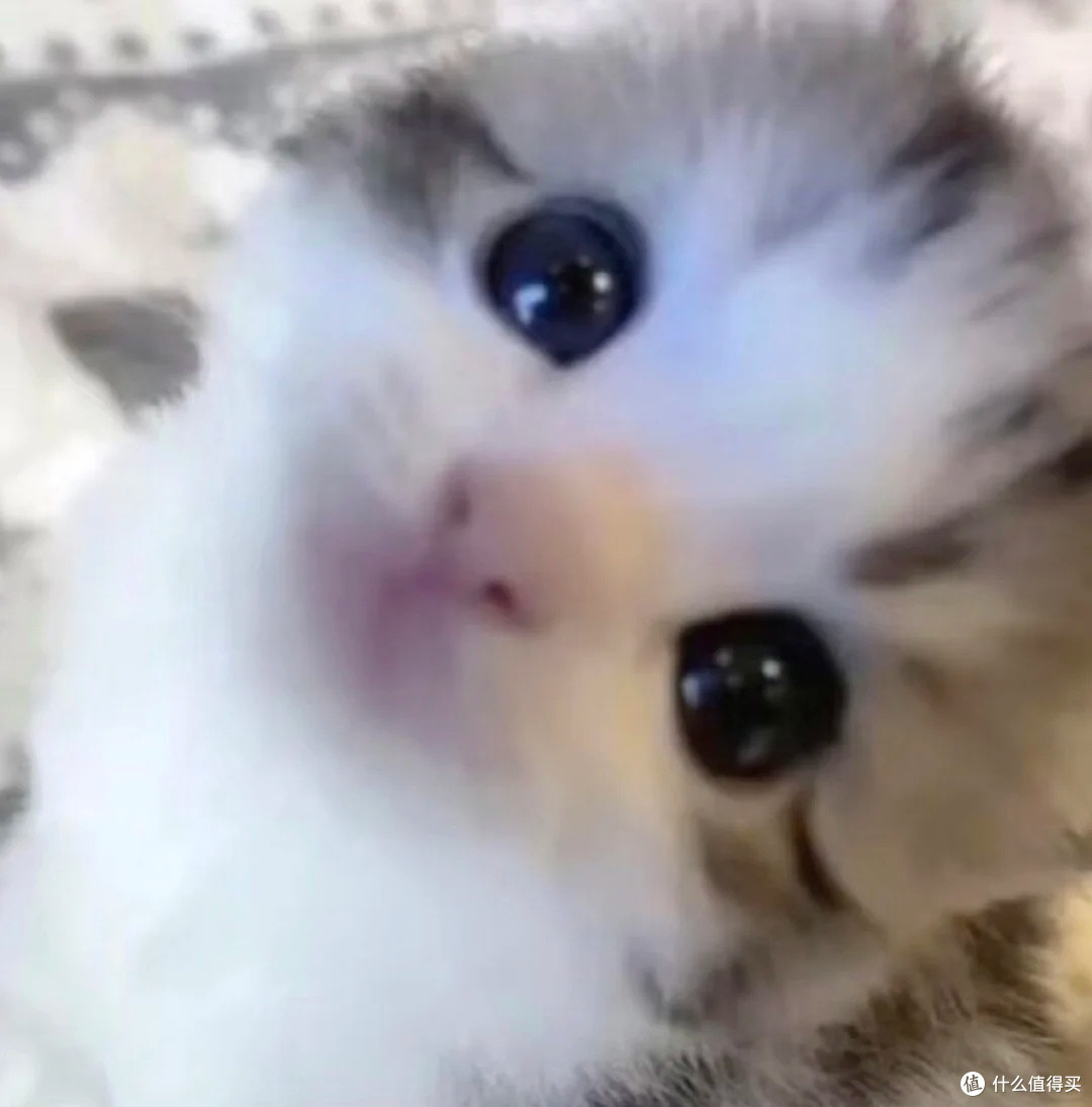 618新手养猫买什么猫粮好？十大放心猫粮国产名单真实分享