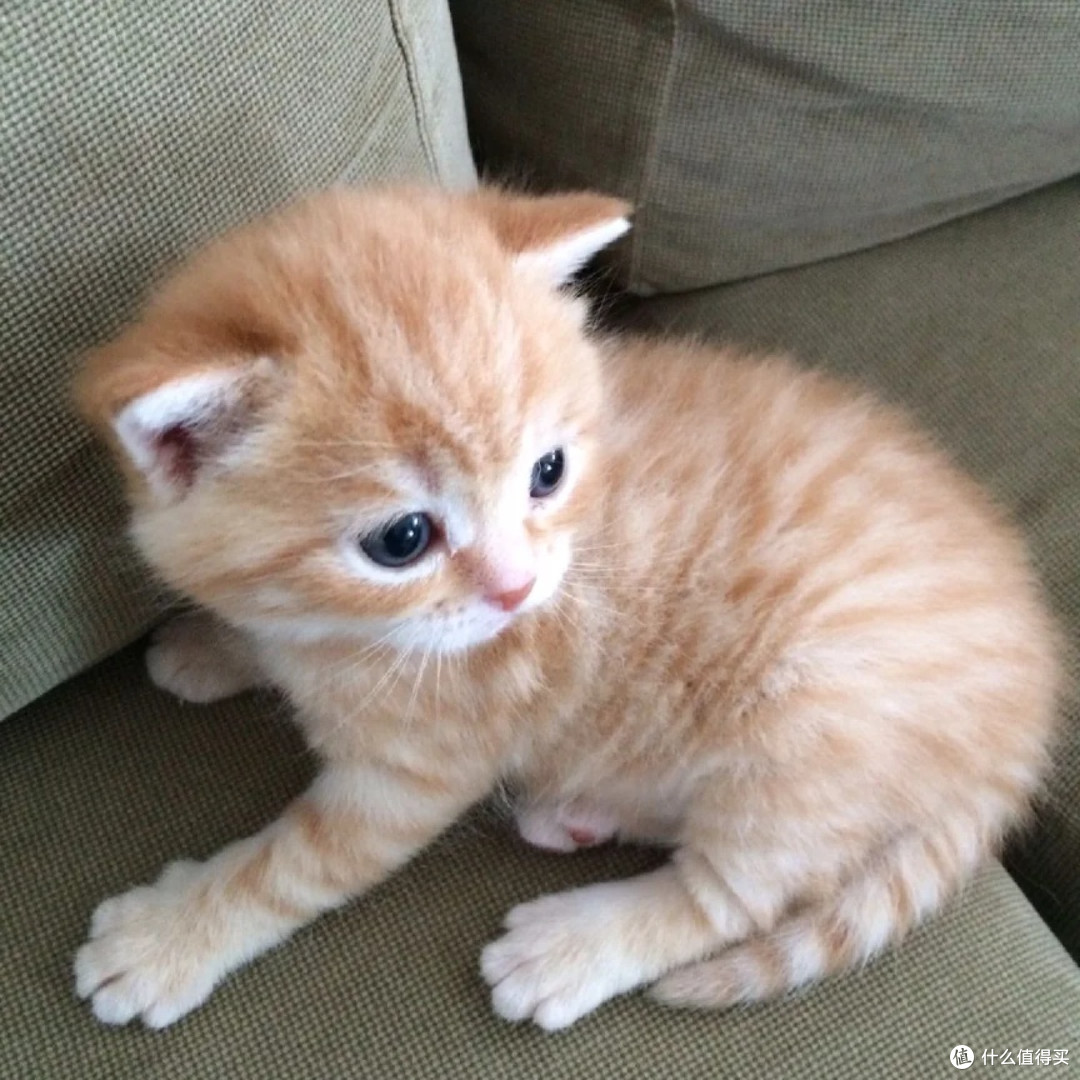 618新手养猫买什么猫粮好？十大放心猫粮国产名单真实分享