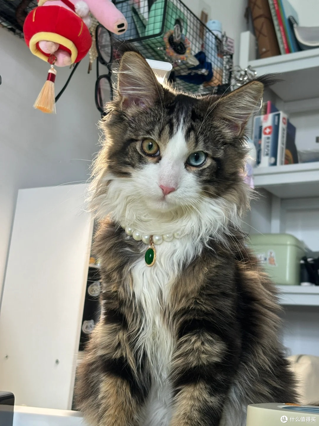 新手养猫的第一款猫粮怎么选?性价比高的猫粮排行榜前10推荐