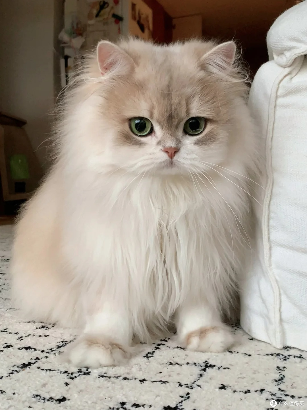 新手养猫的第一款猫粮怎么选?性价比高的猫粮排行榜前10推荐