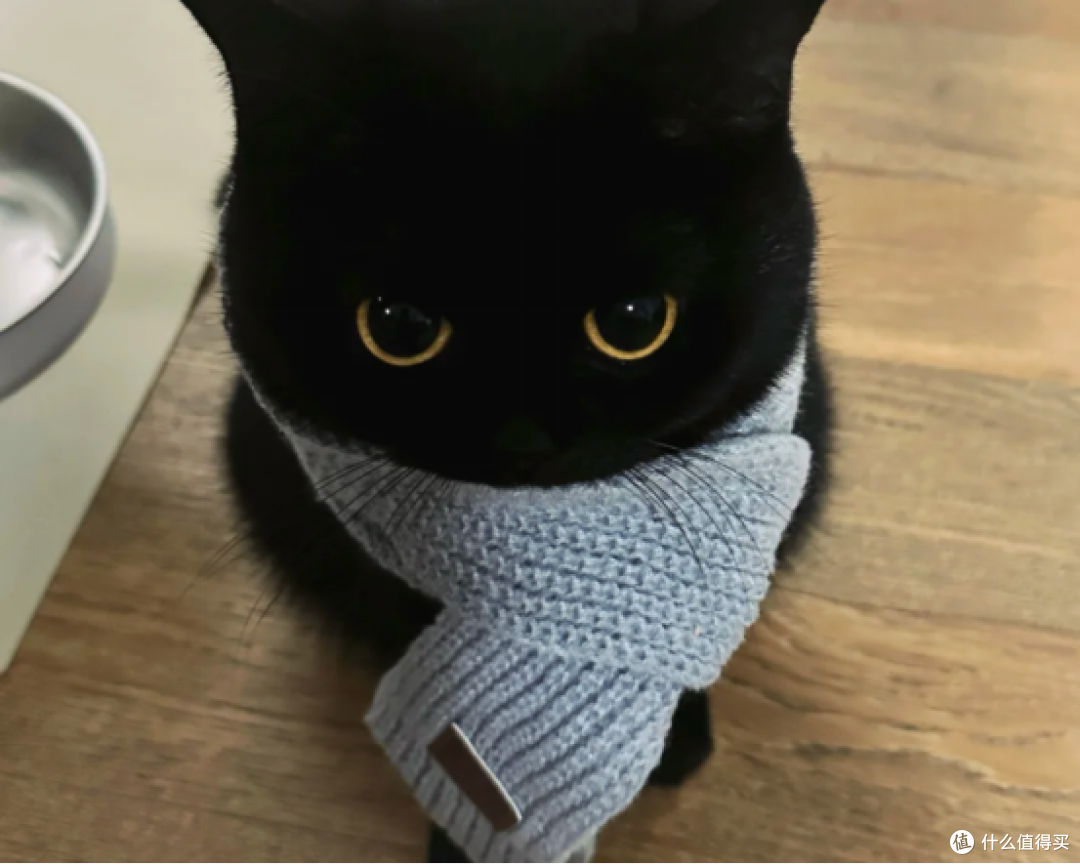 2025不踩雷的猫粮怎么选?真实分享十大放心猫粮国产名单