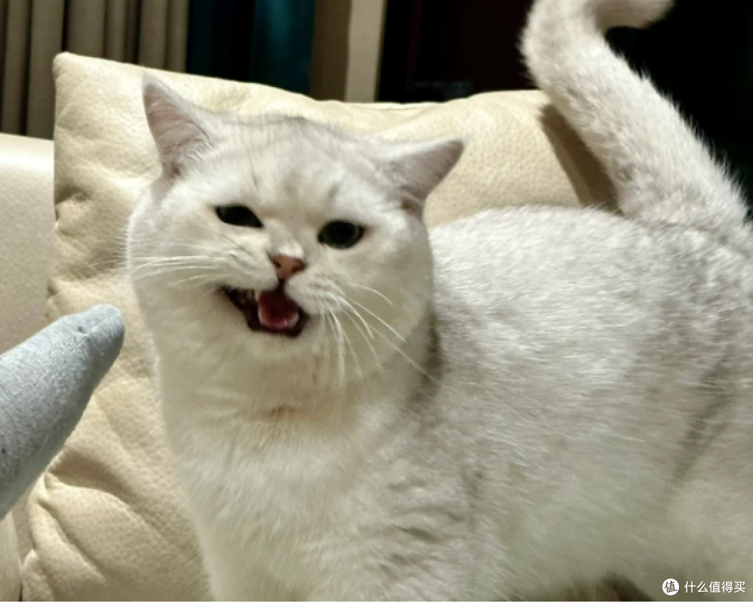 2025不踩雷的猫粮怎么选?真实分享十大放心猫粮国产名单
