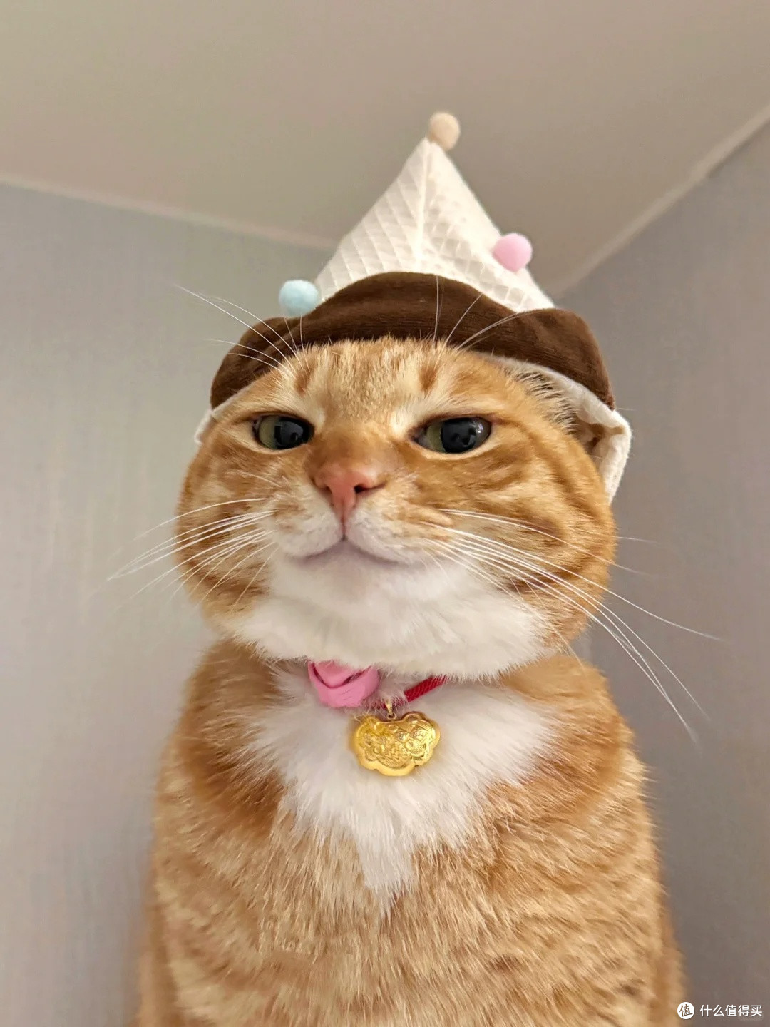 一次养猫买什么猫粮好？最好的猫粮排行榜前十名推荐不踩雷