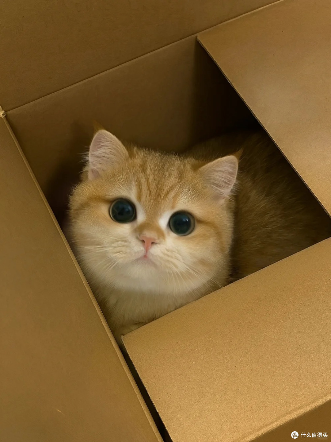 一次养猫买什么猫粮好？最好的猫粮排行榜前十名推荐不踩雷
