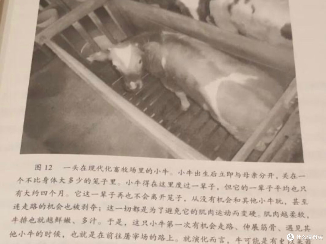 《人类简史:从动物到上帝》:一部颠覆认知的历史巨著