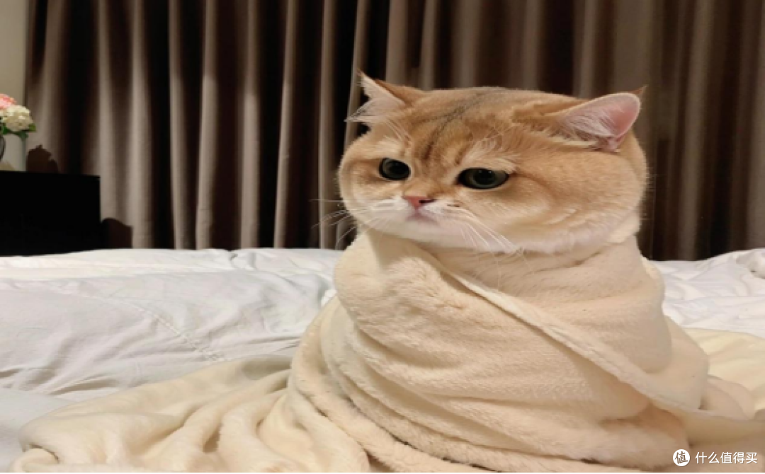 主食罐头哪款好?猫咪主食罐头排行榜大全