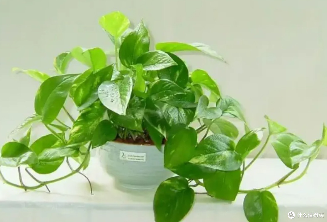绿萝：耐阴易养的室内净化植物