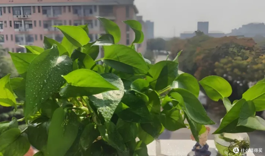 绿萝：耐阴易养的室内净化植物