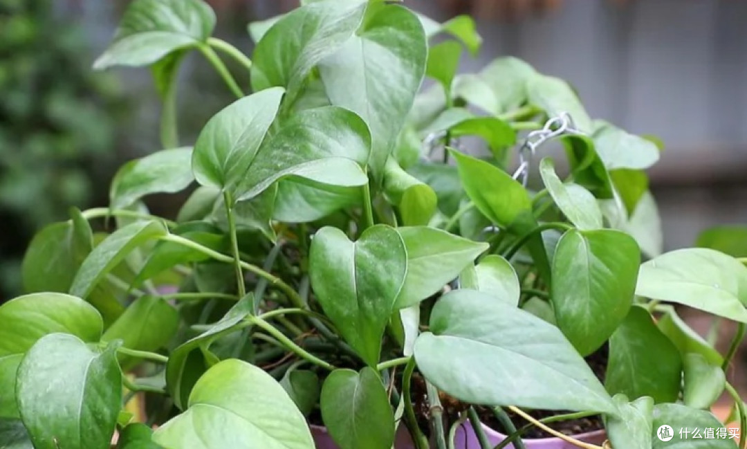 绿萝：耐阴易养的室内净化植物