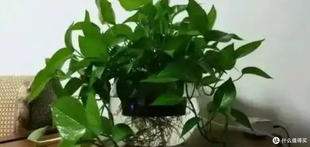 绿萝：耐阴易养的室内净化植物
