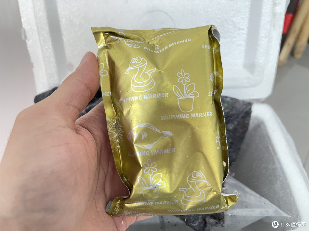鱼缸折腾,网上买鱼会更皮实?买了10条灯鱼测试