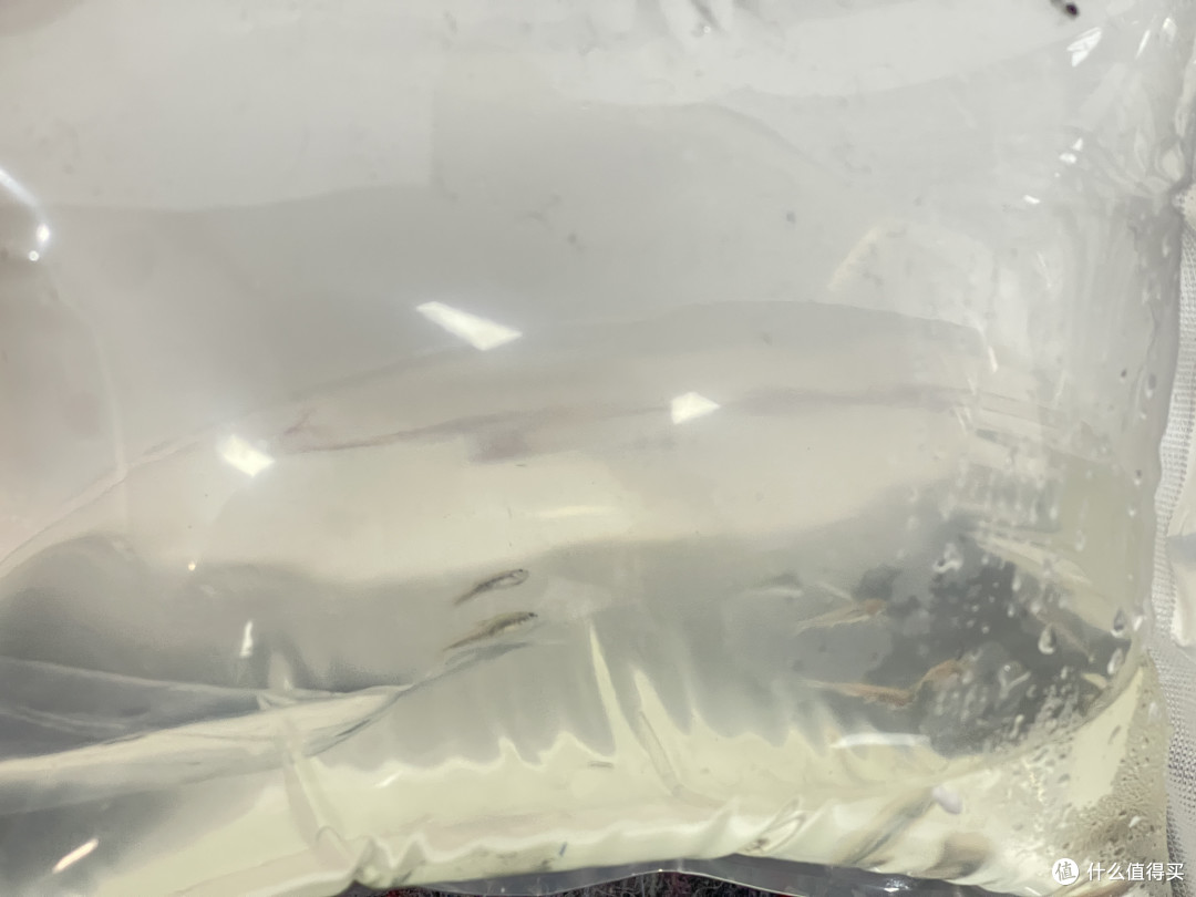 鱼缸折腾,网上买鱼会更皮实?买了10条灯鱼测试
