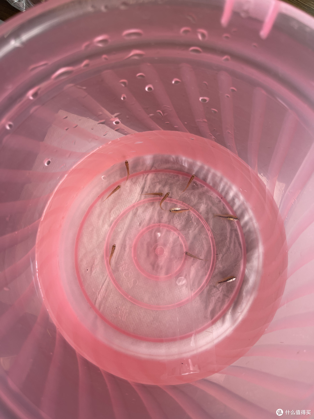 鱼缸折腾,网上买鱼会更皮实?买了10条灯鱼测试