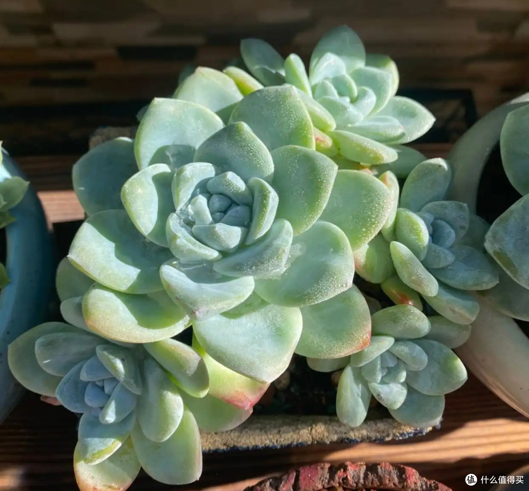 打工人也可以实现绿意盎然,这些绿植真的好养活