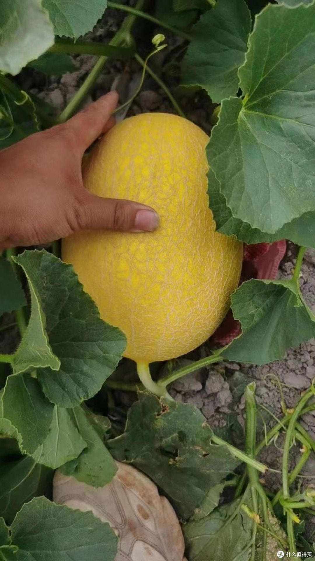 哈密瓜是什么季节的水果,别错过季节了!