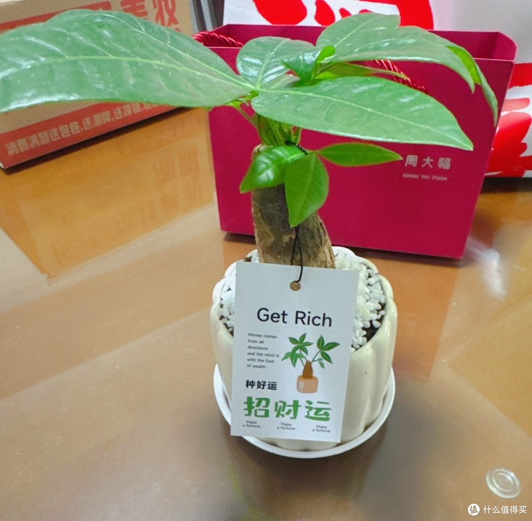 桌面养绿植:好看省心的发财树