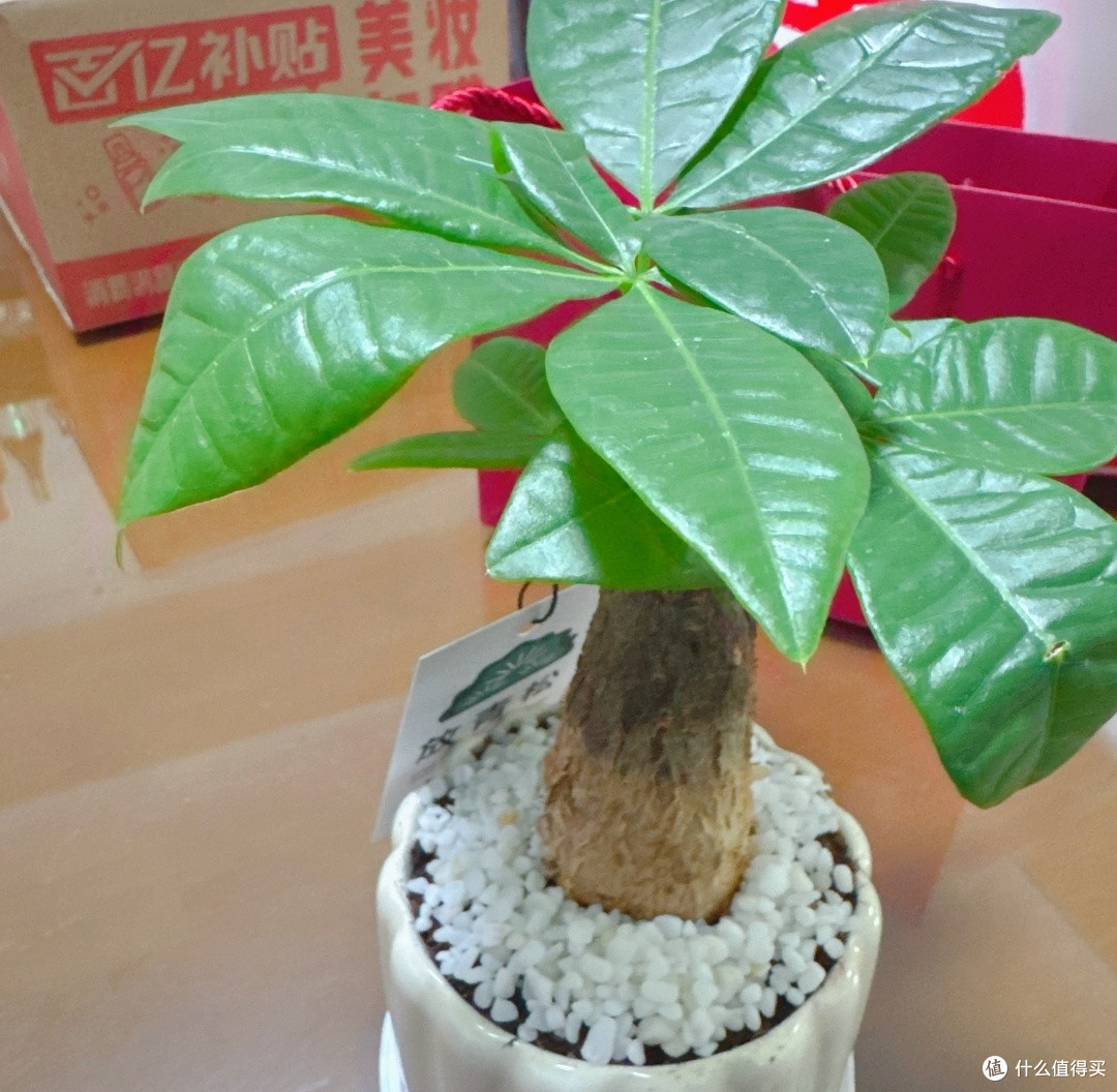 桌面养绿植:好看省心的发财树